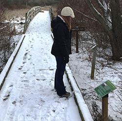 Marsh boardwalk visitor in the winter