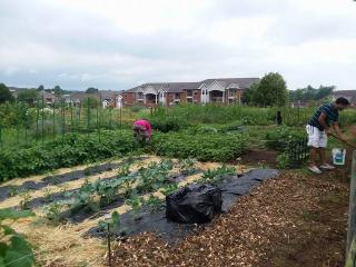 Tudek Community Gardens