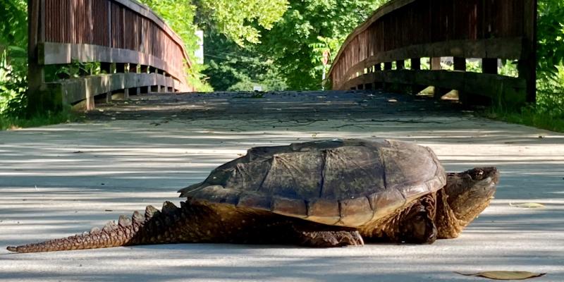 Snapping turtle Snapping turtle